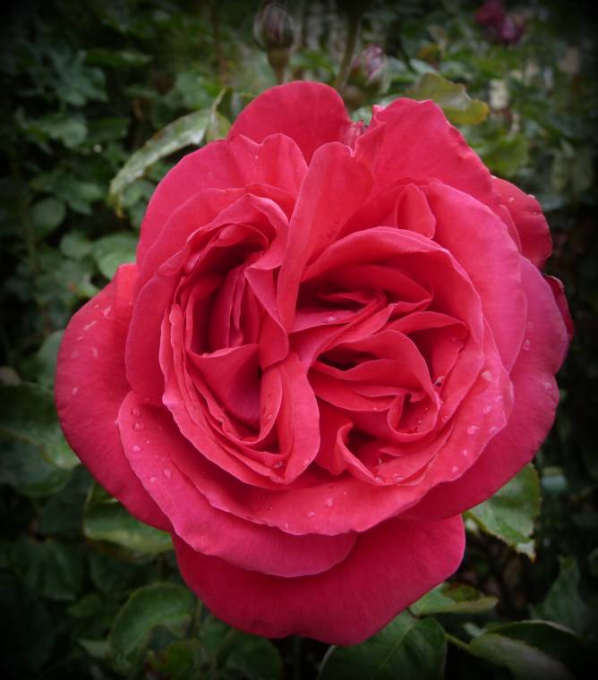 Roses Are Red, Violets Are Blue, Sugar Is Sweet, And So Are You