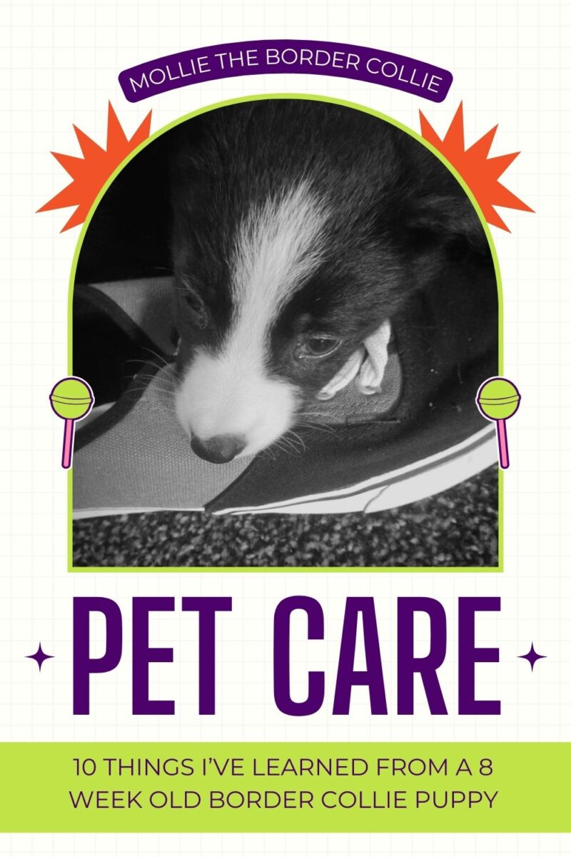 10 Things I’ve Learned From A 8 Week Old Border Collie Puppy: