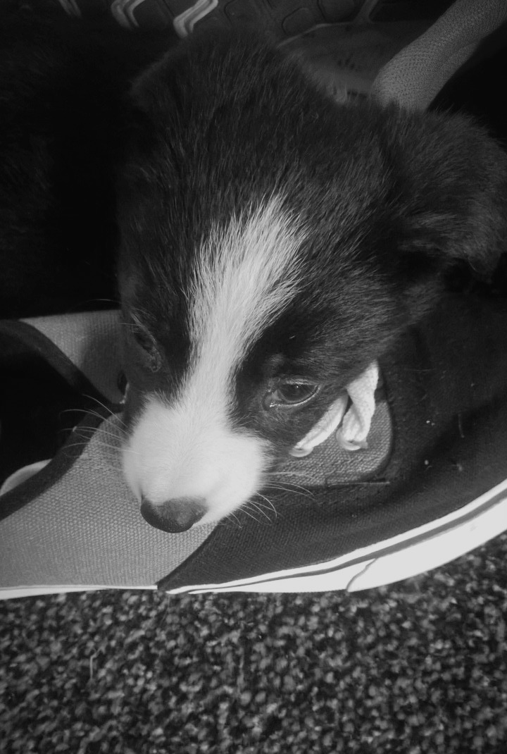 10 Things I’ve Learned From A 8 Week Old Sheepdog Puppy