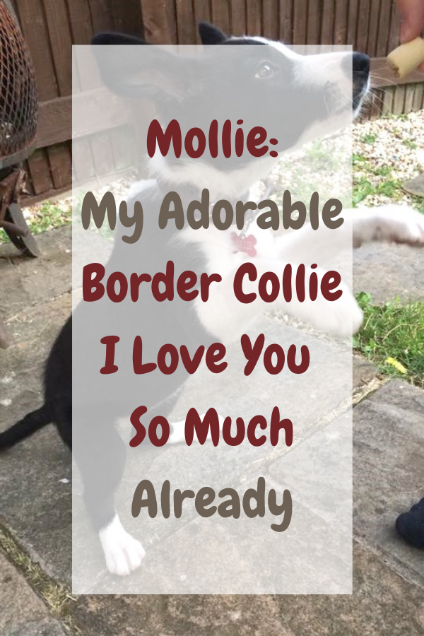 Mollie: My Adorable Border Collie I Love You So Much Already. Mollie: My Adorable Border Collie I Love You So Much Already.