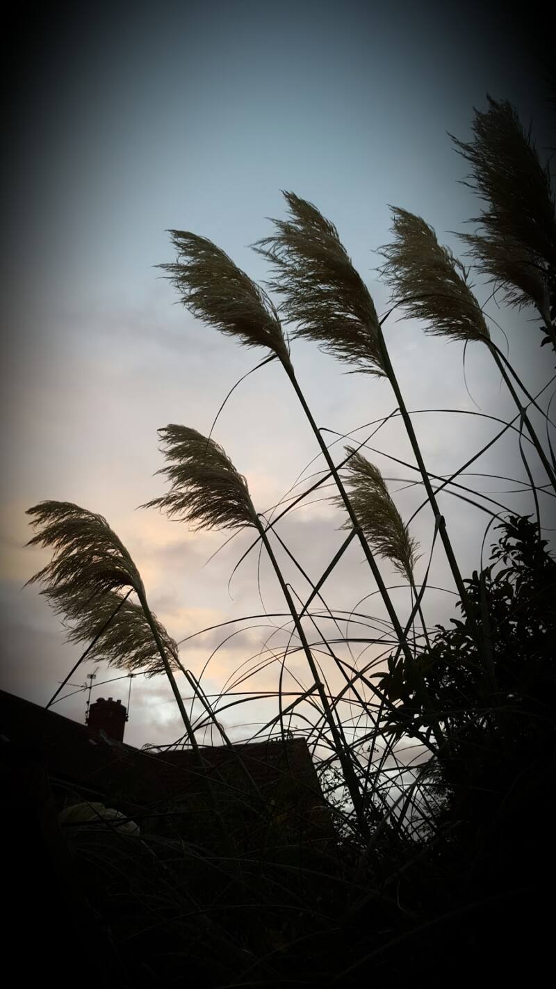 Styling A Blue Fair Isle Jumper And The Devil Side Of Pampas Grass: Styling A Blue Fair Isle Jumper And The Devil Side Of Pampas Grass