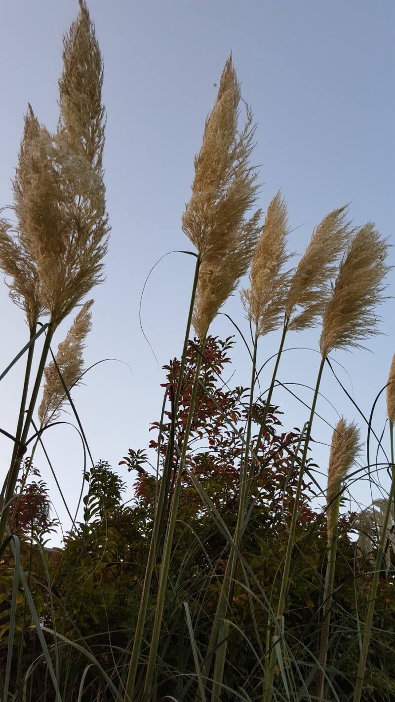 Styling A Blue Fair Isle Jumper And The Devil Side Of Pampas Grass Styling A Blue Fair Isle Jumper And The Devil Side Of Pampas Grass