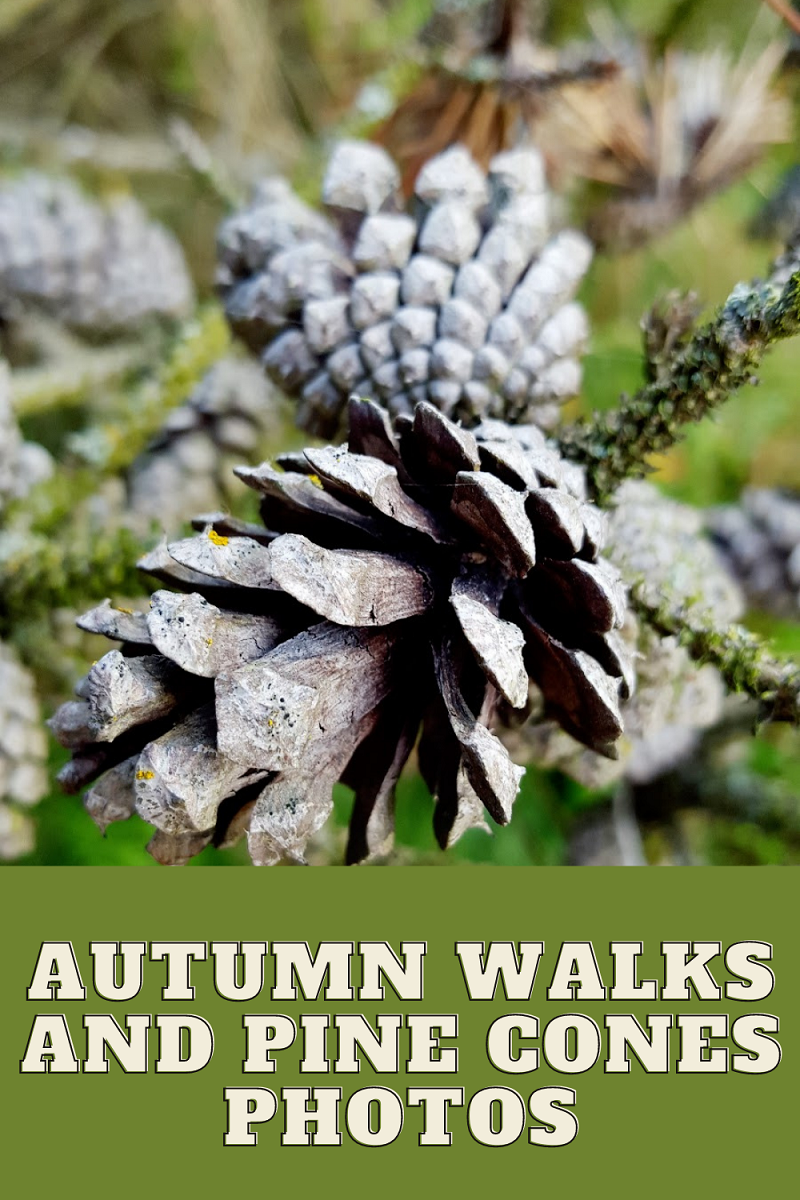 Fun Outdoor Activities For The Children This Summer.