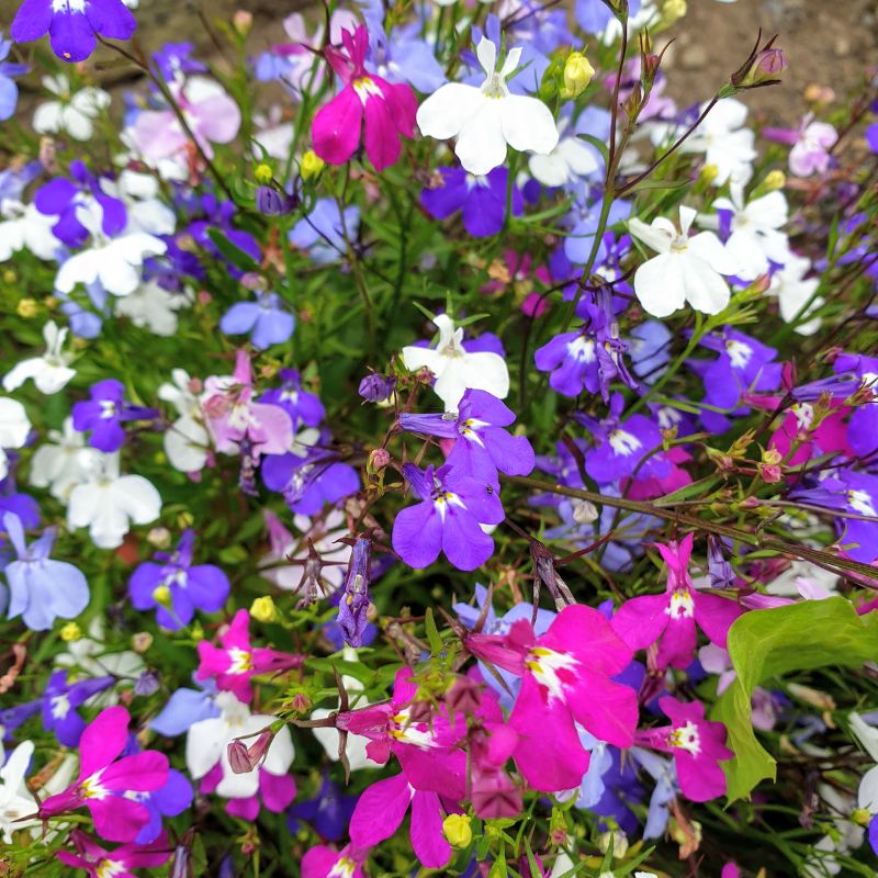 Up-cycling Old Jeans Into Gardening Ideas