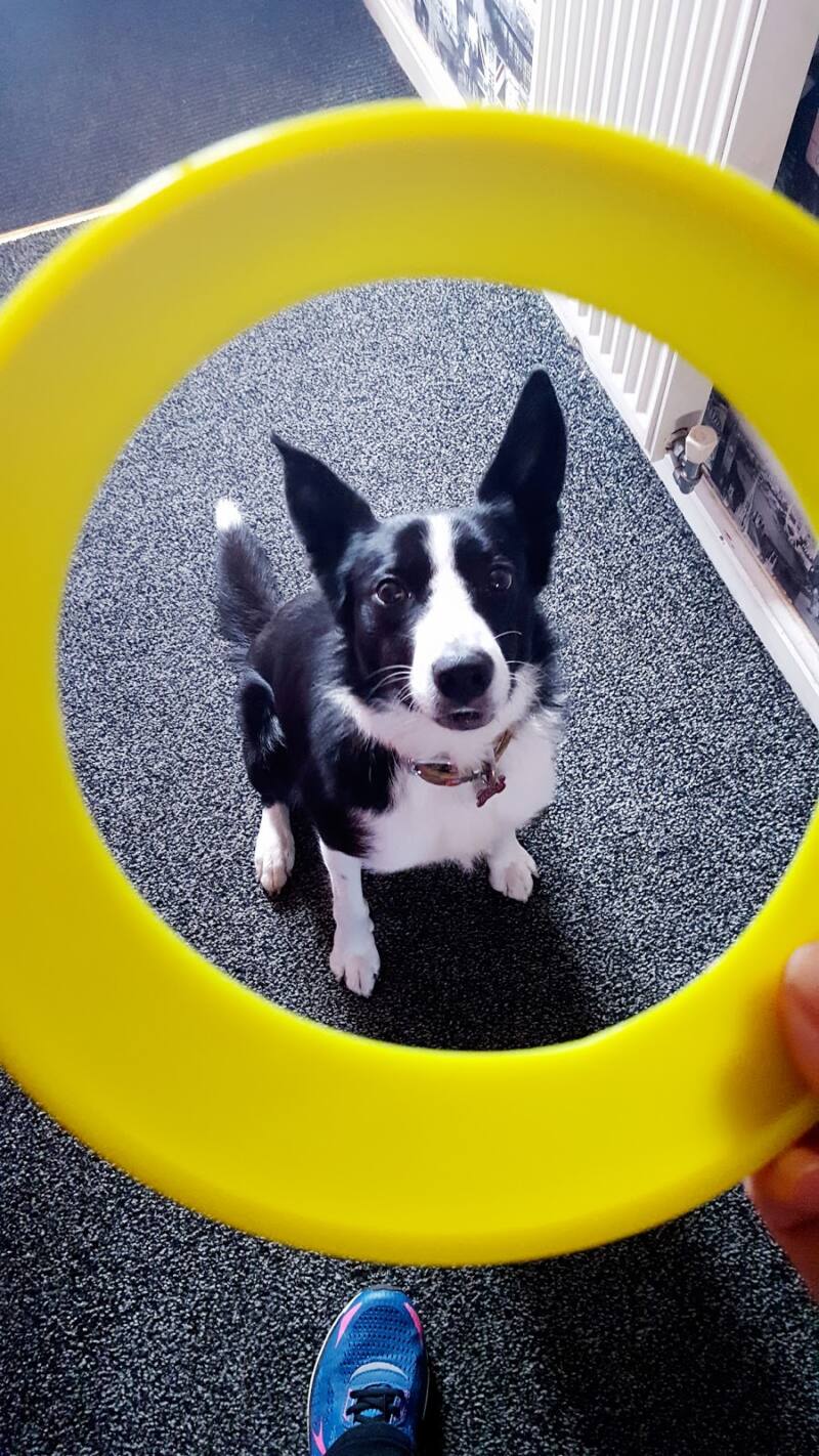 One Year Old Border Collie Called Mollie