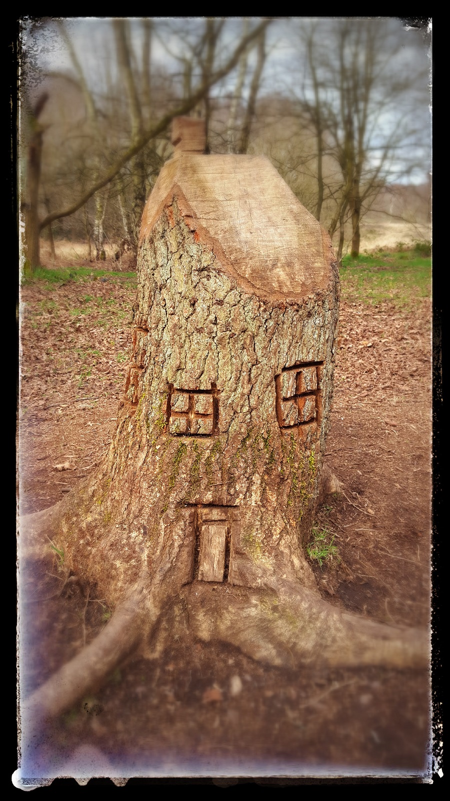 Alice In Wonderland Moment In Sherwood Forest