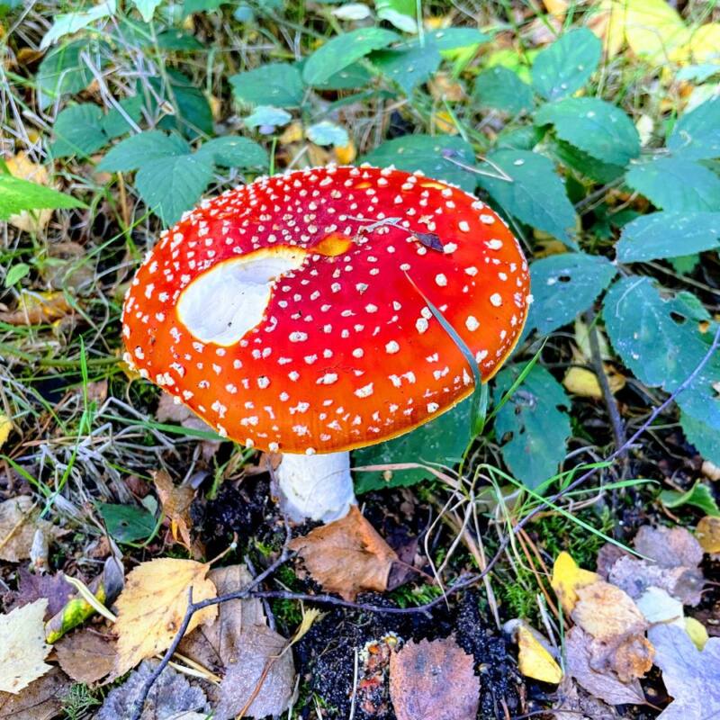 Alice In Wonderland Outfits Pinterest Board