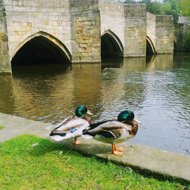 Ducks In A Row: My Sunday Photo In Bakewell Ducks In A Row: My Sunday Photo In Bakewell