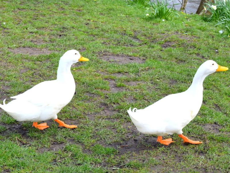 Ducks In A Row: My Sunday Photo In Bakewell