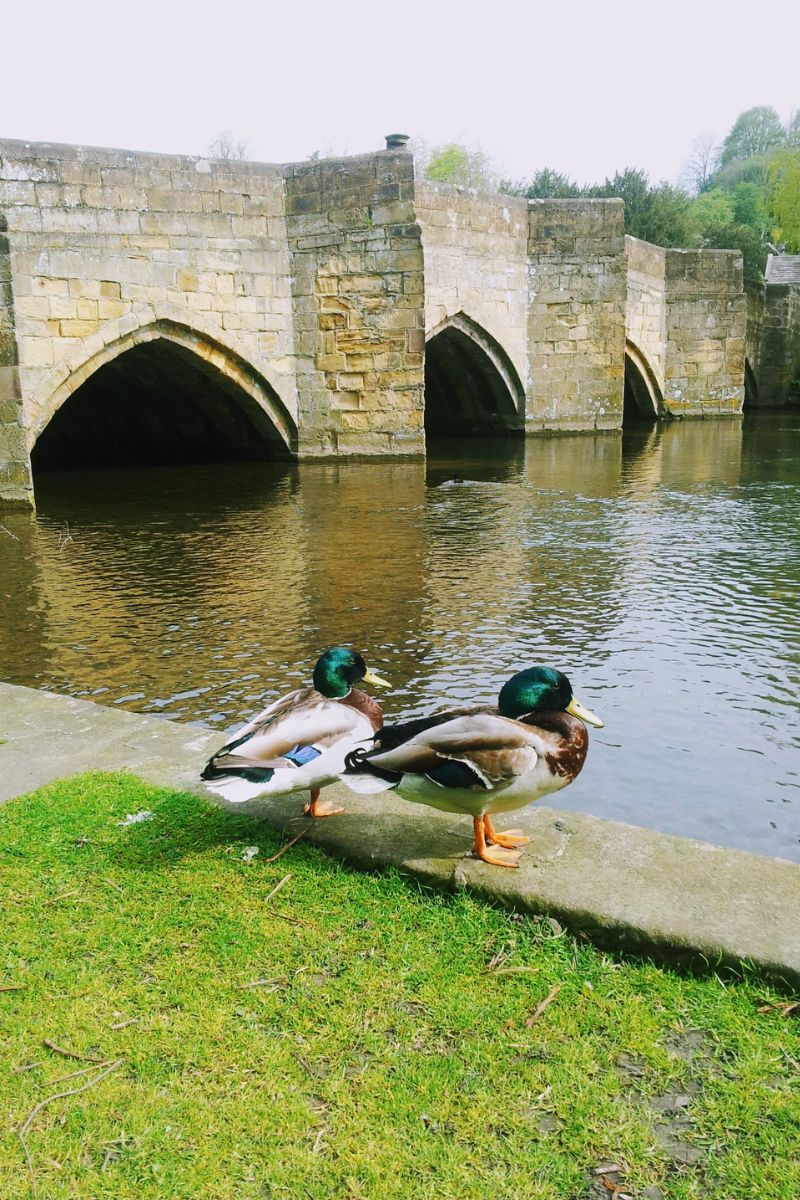 Ducks In A Row: My Sunday Photo In Bakewell Ducks In A Row: My Sunday Photo In Bakewell