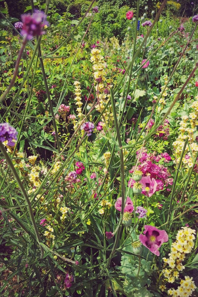 Hyde Park Summer Style: The Flowered Dress That Perfectly Matched London’s Blooming Beauty