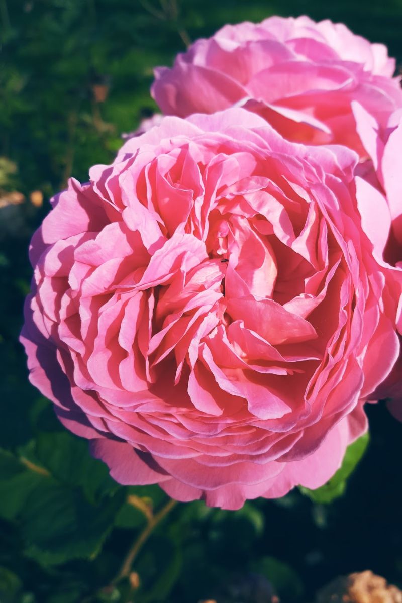 Beautiful Day And Pink Roses In the Park Beautiful Day And Pink Roses In the Park