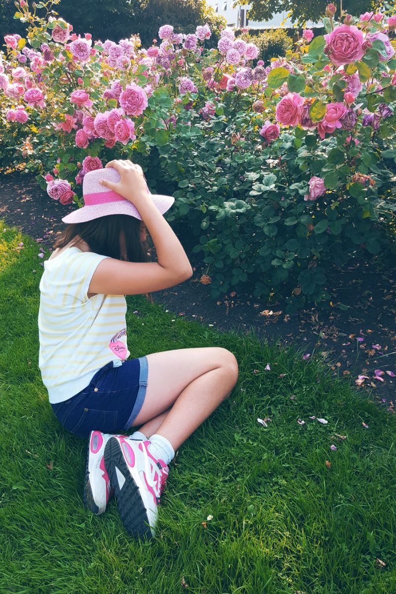 Beautiful Day And Pink Roses In the Park Beautiful Day And Pink Roses In the Park