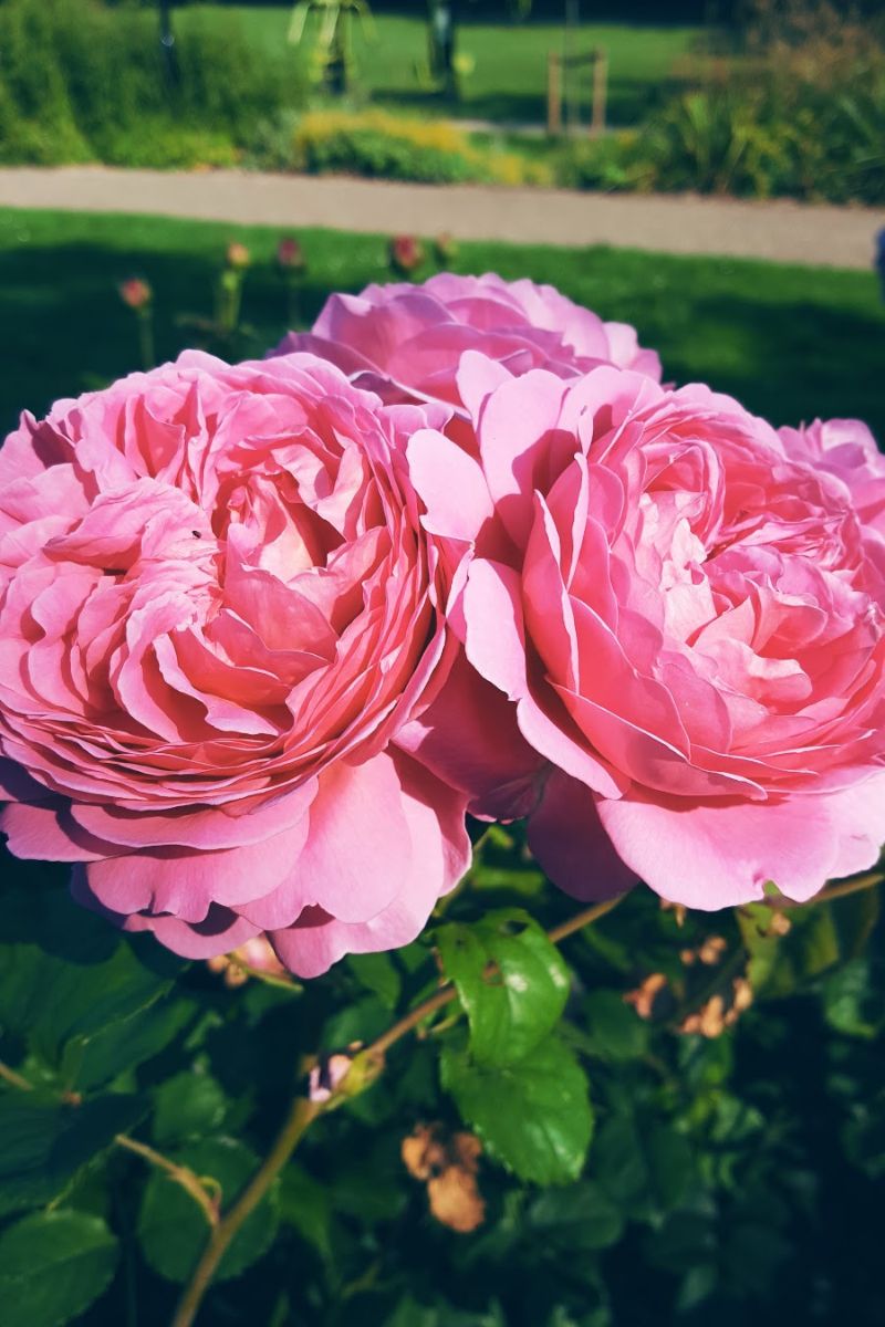Beautiful Day And Pink Roses In the Park