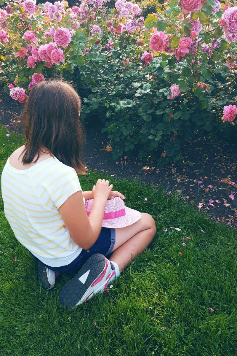 Beautiful Day And Pink Roses In the Park Beautiful Day And Pink Roses In the Park