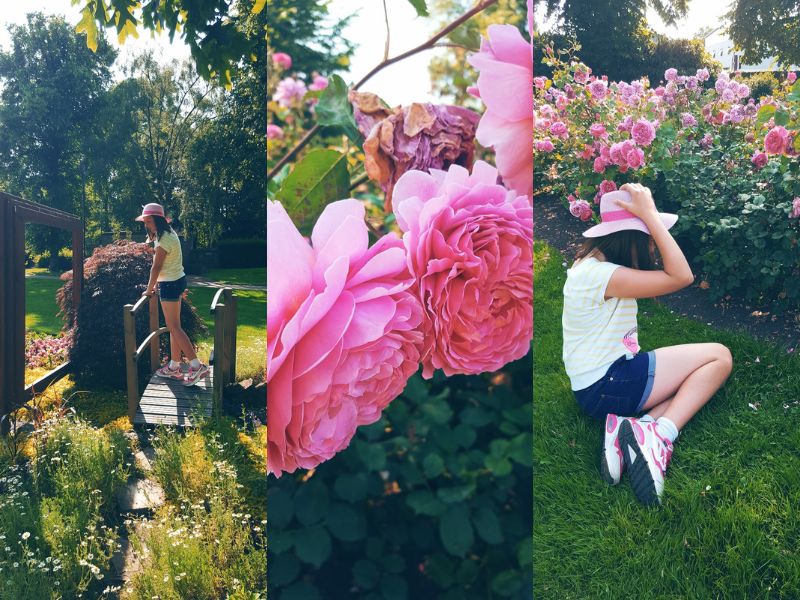 Beautiful Day And Pink Roses In the Park. Beautiful Day And Pink Roses In the Park.