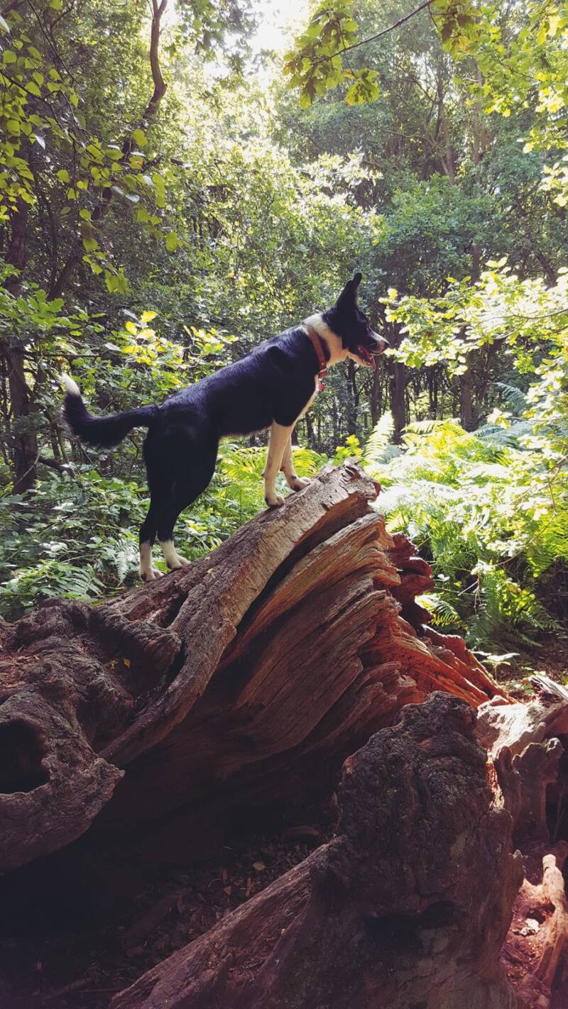 Mollies Lion King Moment!! Mollie On Snake Rock?
