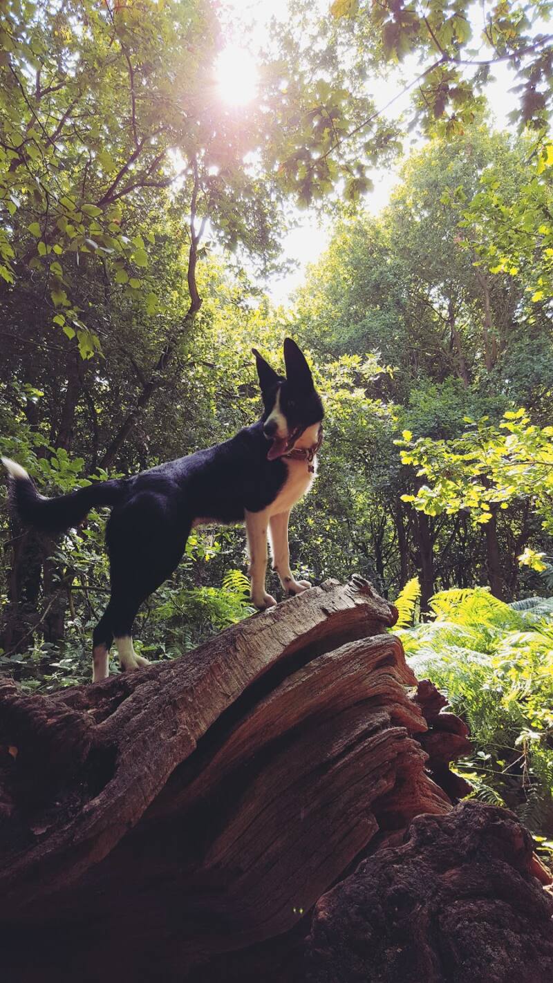 Mollies Lion King Moment!! Mollie On Snake Rock?