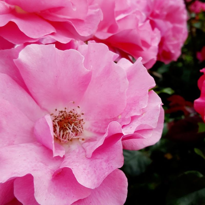 Seasonal Flowers in Bakewell Seasonal Flowers in Bakewell