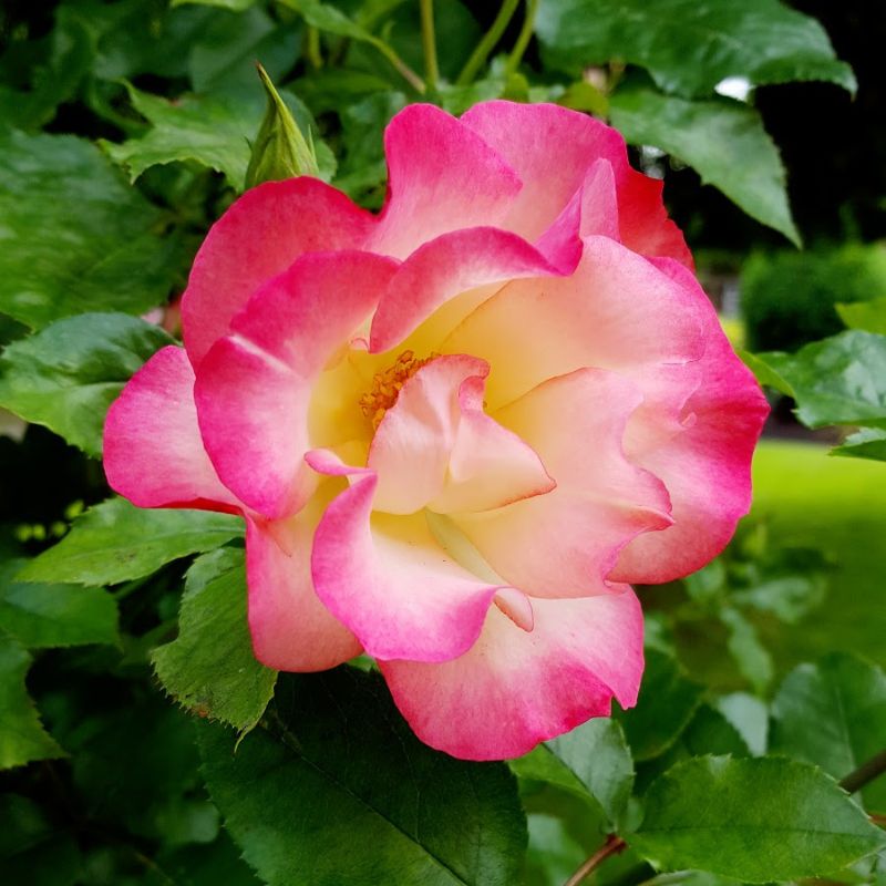 Seasonal Flowers in Bakewell Summer