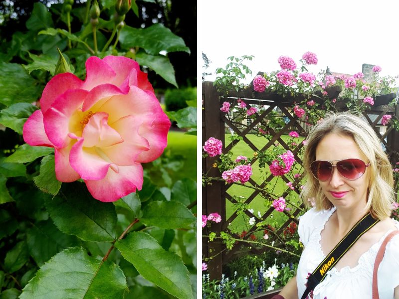 Seasonal Flowers in Bakewell Seasonal Flowers in Bakewell