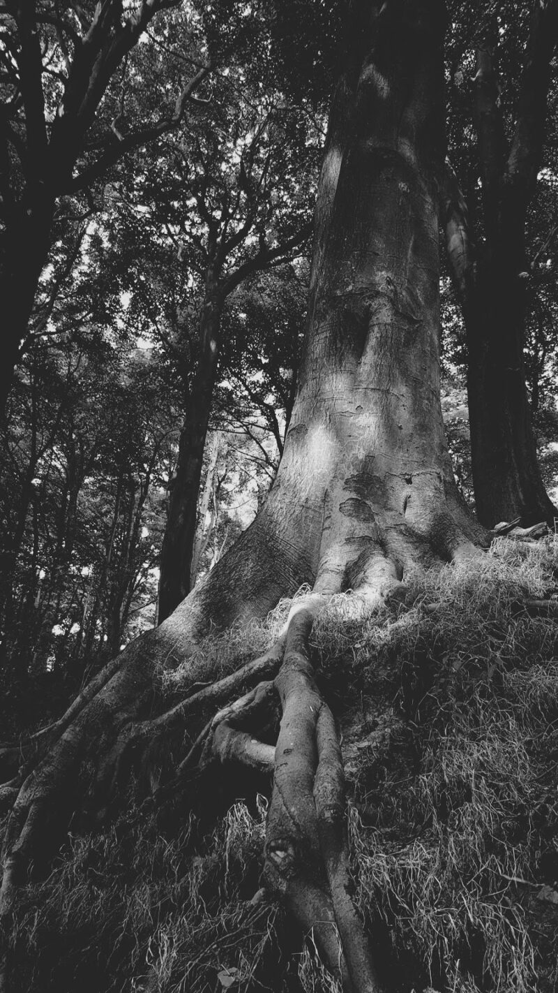 Straight To The Roots My Sunday Photo In Bakewell Straight To The Roots My Sunday Photo In Bakewell