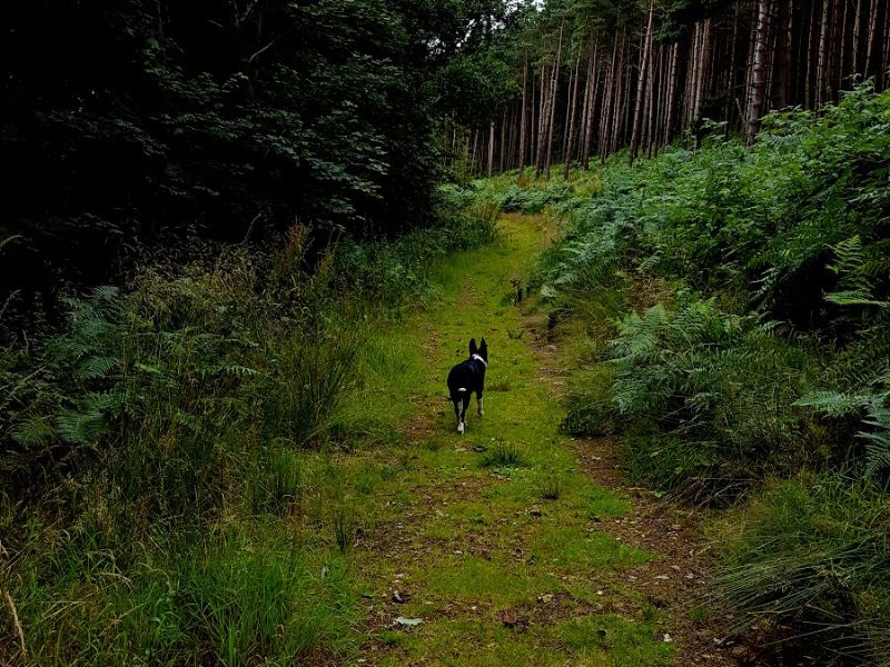Sheep, Bakewell Circular Walk In The Woods And Parklands