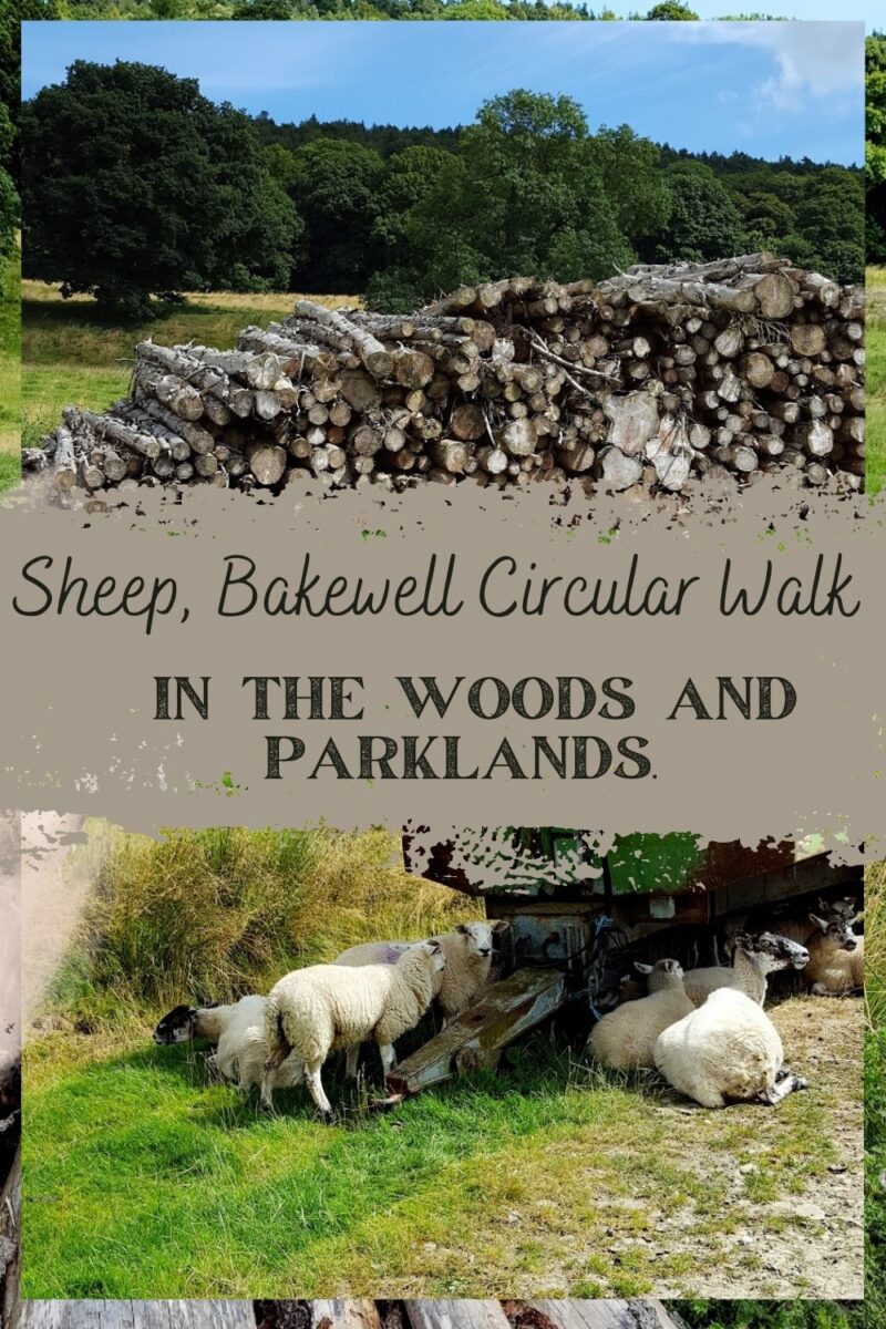 Sheep, Bakewell Circular Walk In The Woods And Parklands
