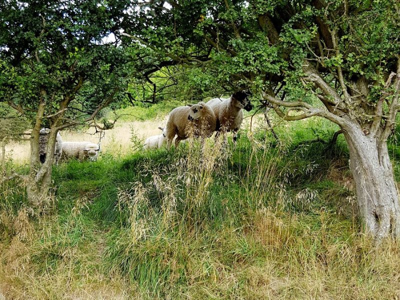 Sheep, Bakewell Circular Walk In The Woods And Parklands