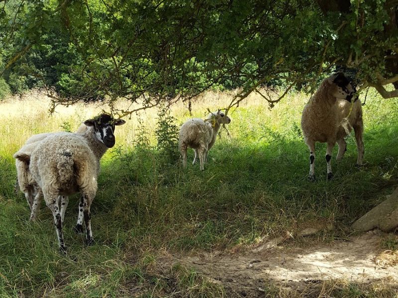 Sheep, Bakewell Circular Walk In The Woods And Parklands