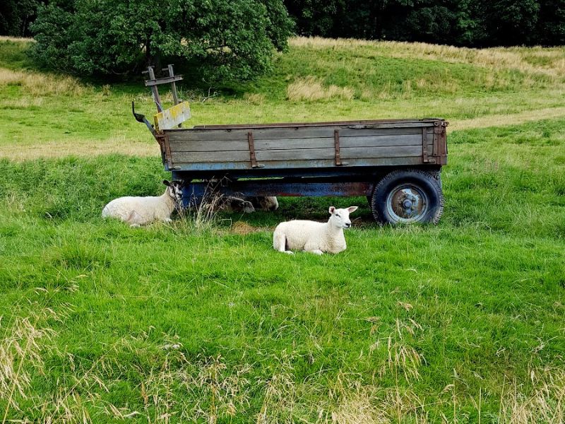 Sheep, Bakewell Circular Walk In The Woods And Parklands