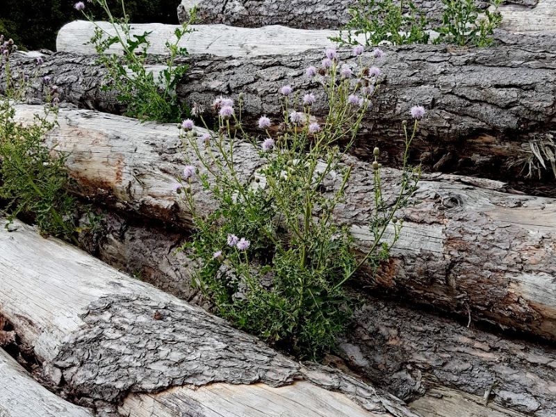 Sheep, Bakewell Circular Walk In The Woods And Parklands