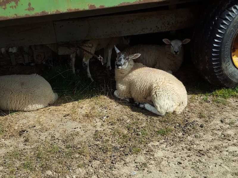 Sheep, Bakewell Circular Walk In The Woods And Parklands