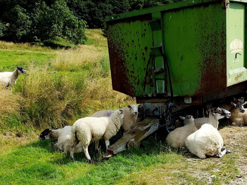 Sheep, Bakewell Circular Walk In The Woods And Parklands Summer walks