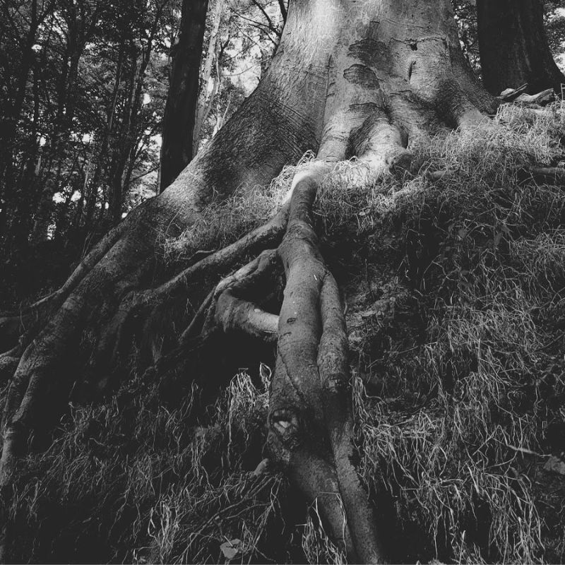 Straight To The Roots My Sunday Photo In Bakewell
