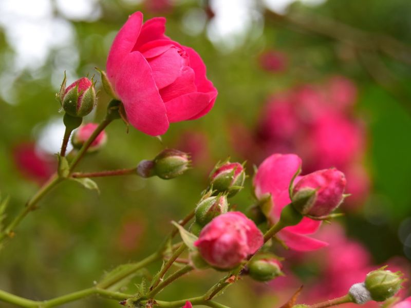 English Country Garden In Bakewell