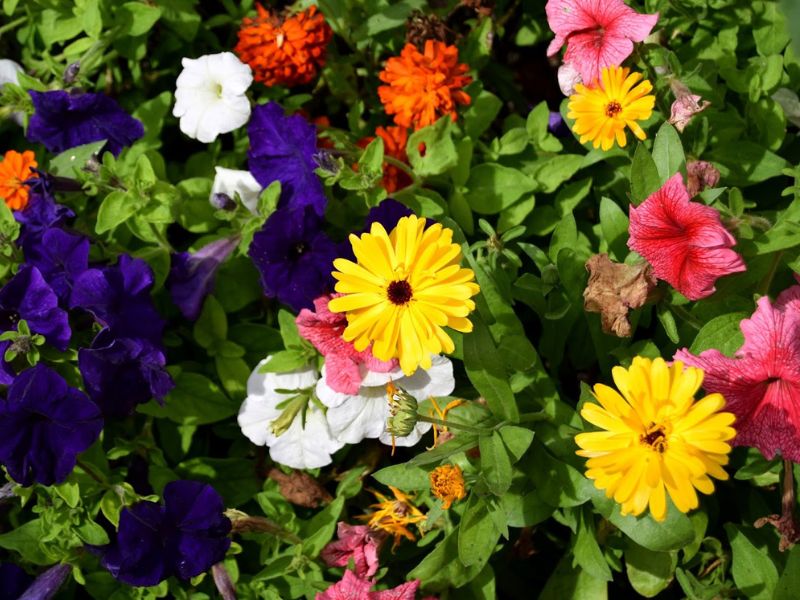 English Country Garden In Bakewell