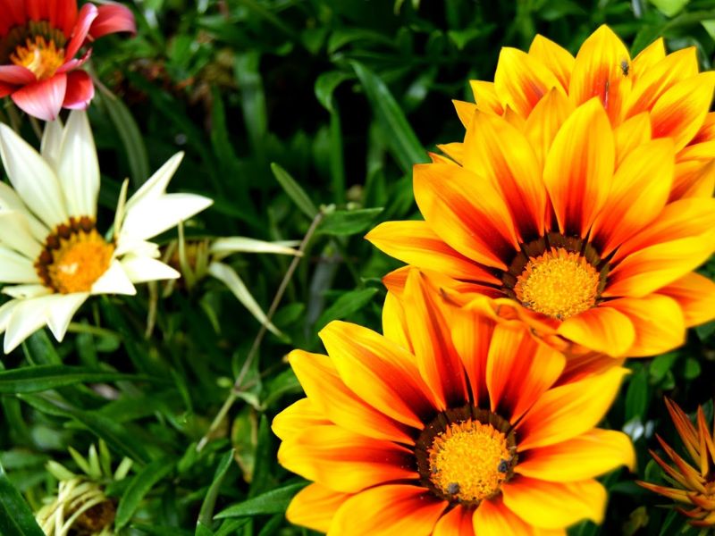 English Country Garden In Bakewell