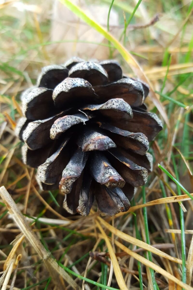 Foggy Walk In The Woods With Mollie The Collie And My Daughter