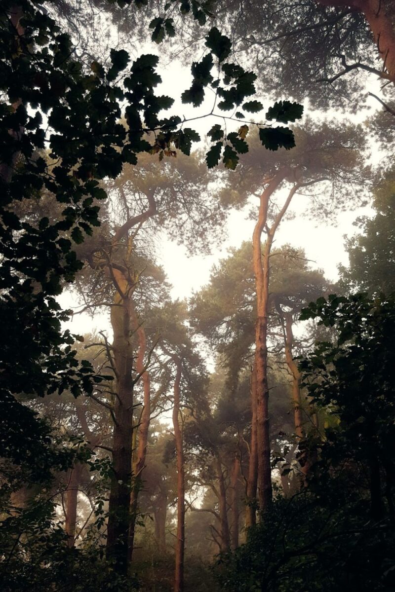 Foggy Walk In The Woods With Mollie The Collie And My Daughter