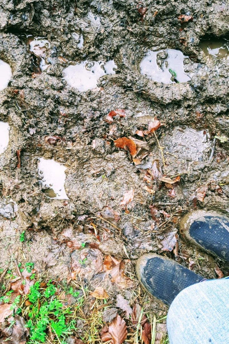 A Muddy Walk In Bakewell