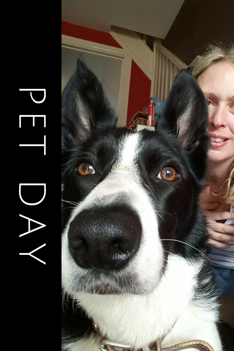 National Pet Day With My  Mollie The Border Collie!!