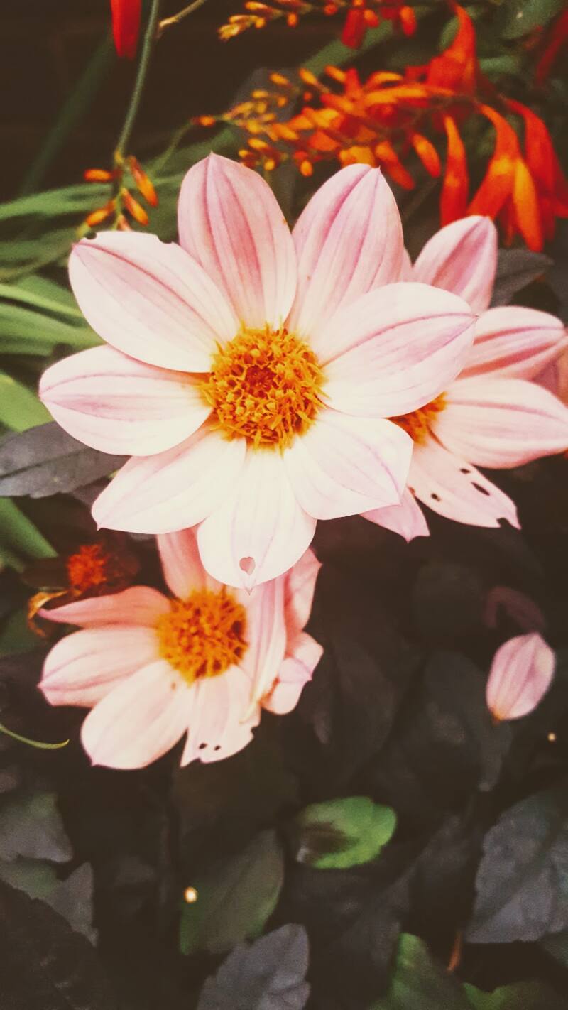 A New Maxi Dress For Summer A New Maxi Dress For Summer