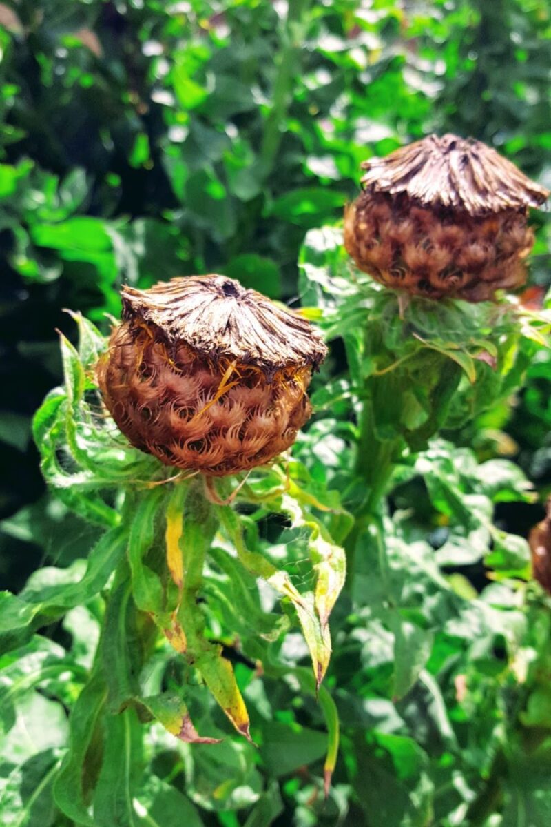 The Best Spots In Bakewell For Flower Lovers