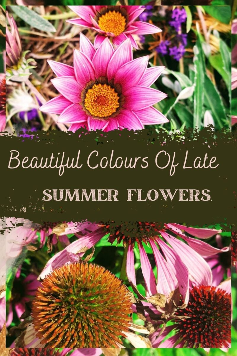 Beautiful Colours Of Late Summer Flowers