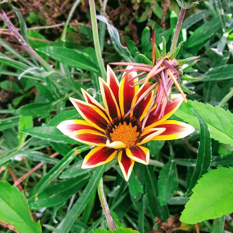Beautiful Colours Of Late Summer Flowers