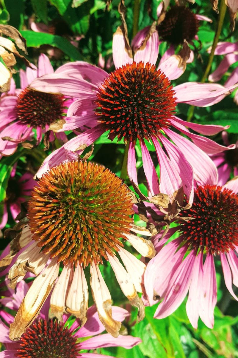 Beautiful Colours Of Late Summer Flowers
