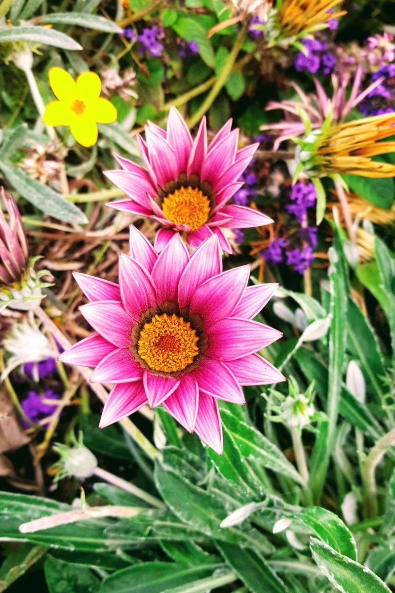 Beautiful Colours Of Late Summer Flowers