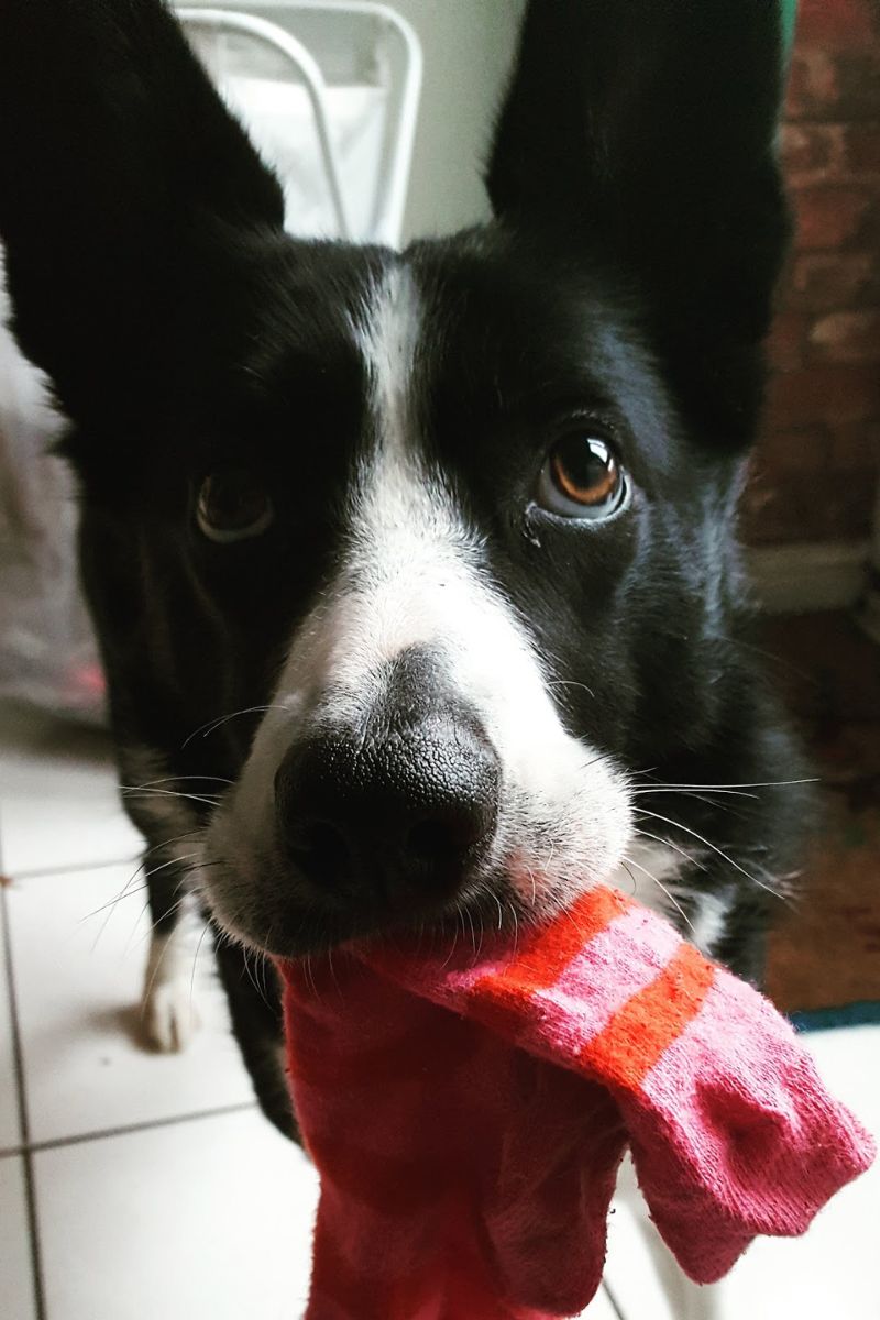 Mollie The Sock Thief