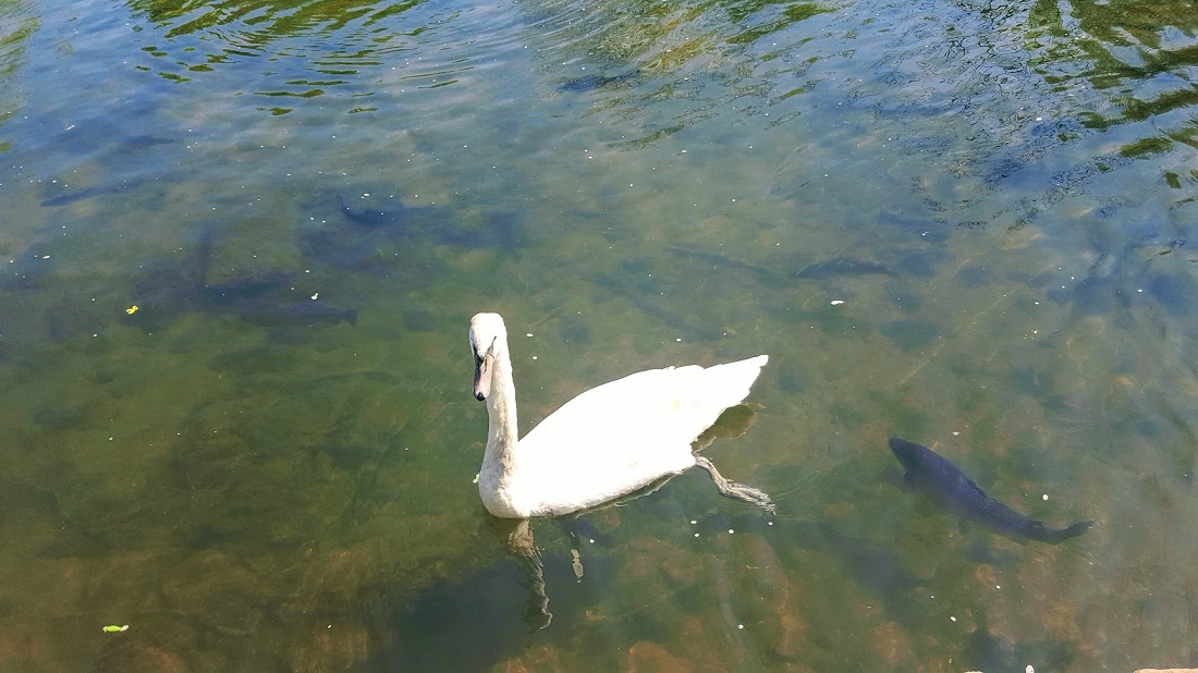 Messing Around On The River Around The River In Bakewell
